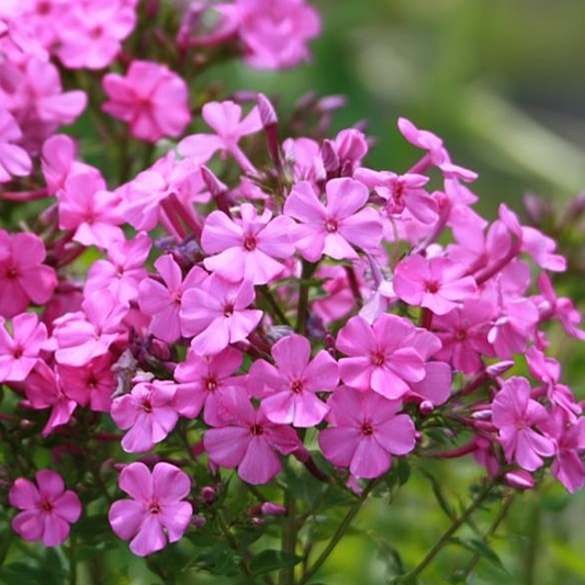 Phlox paniculata