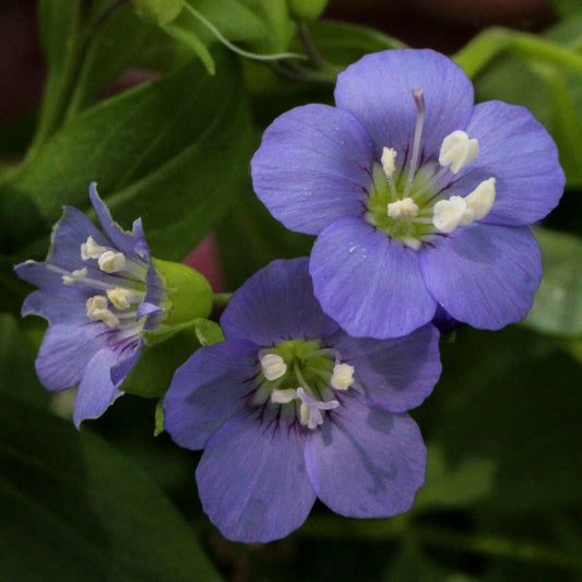 Polemonium reptans