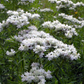 Pycnanthemum tenuifolium