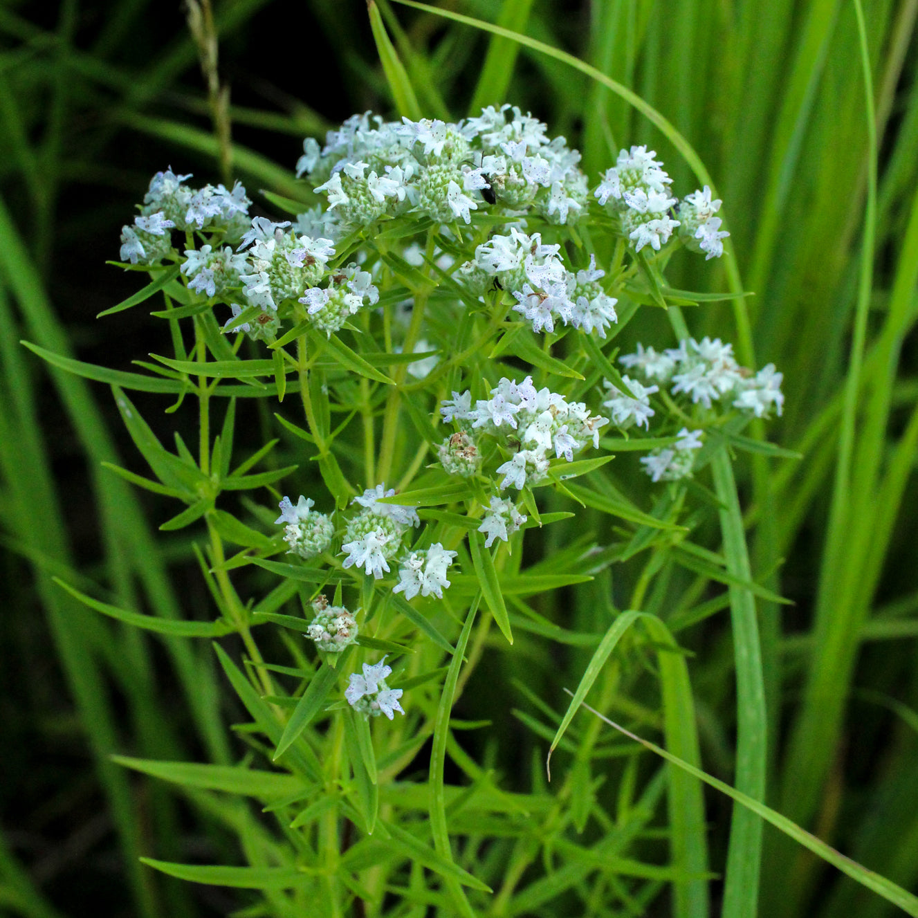 Pycnanthemum virginianum