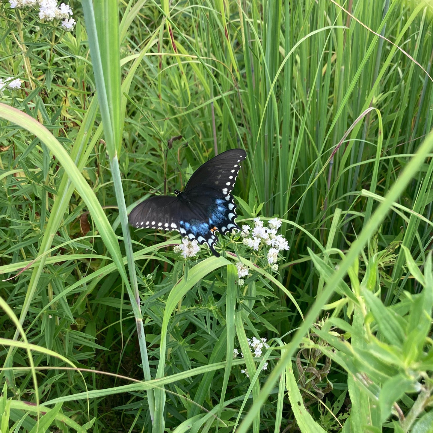 Pycnanthemum virginianum