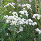 Pycnanthemum virginianum