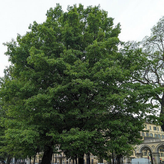 Quercus rubra