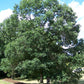 Quercus bicolor