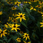 Rudbeckia hirta