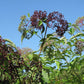 Sambucus canadensis