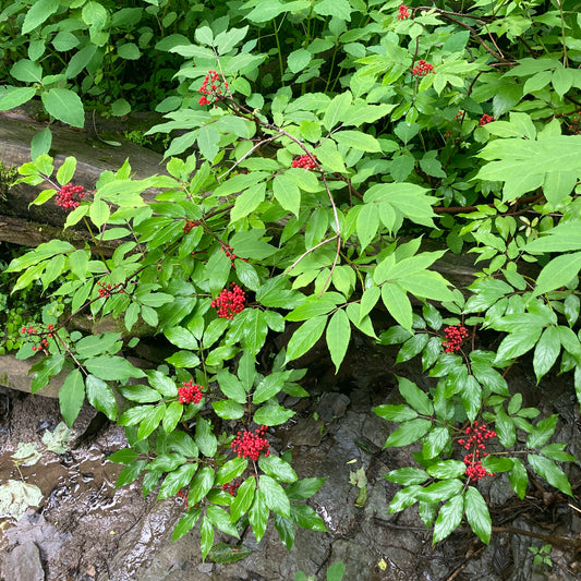 Sambucus racemosa