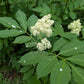 Sambucus racemosa