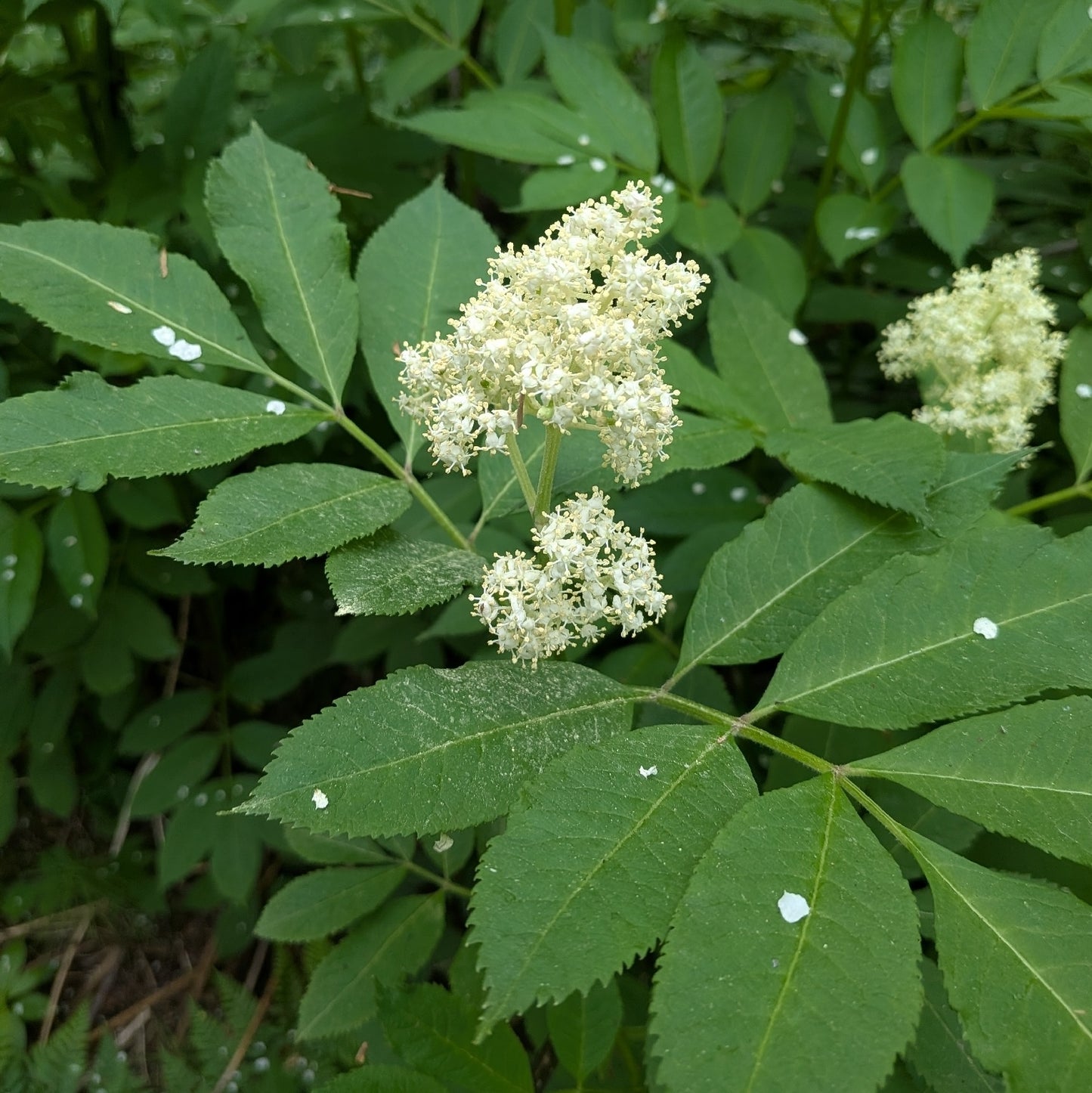 Sambucus racemosa