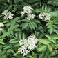 Sambucus canadensis