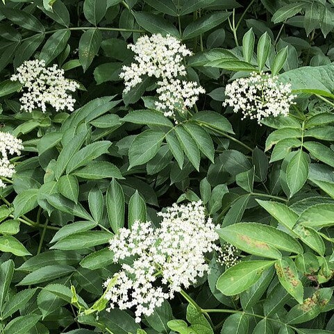 Sambucus canadensis