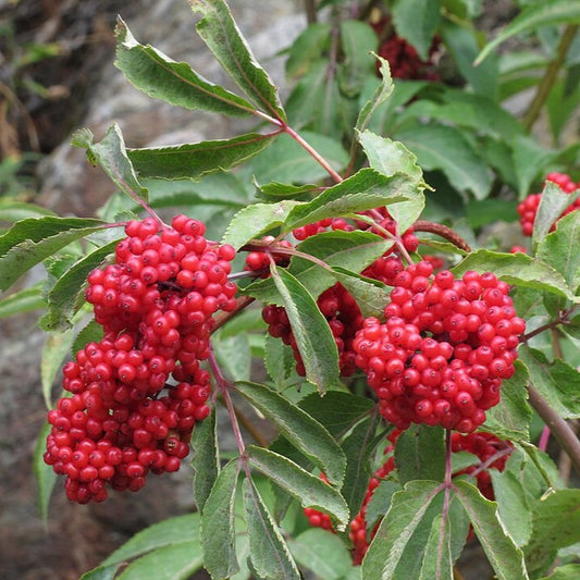 Sambucus racemosa