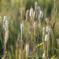 Sanguisorba canadensis