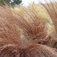 Schizachyrium scoparium