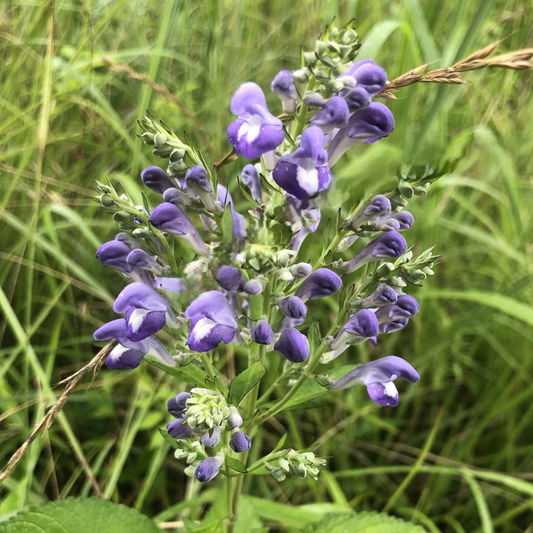 Scutellaria incana