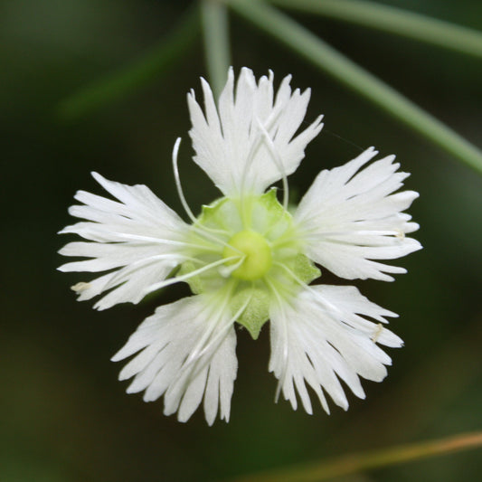 Silene stellata