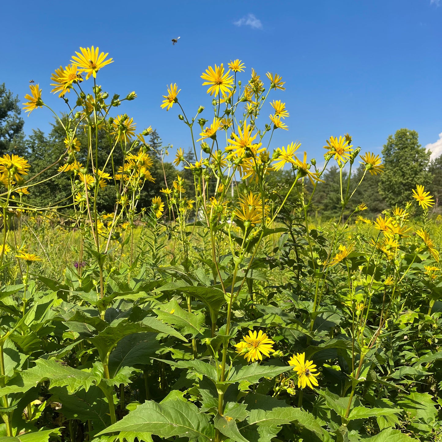 Silphium perfoliatum