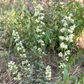 Solidago bicolor
