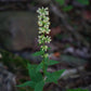 Solidago bicolor