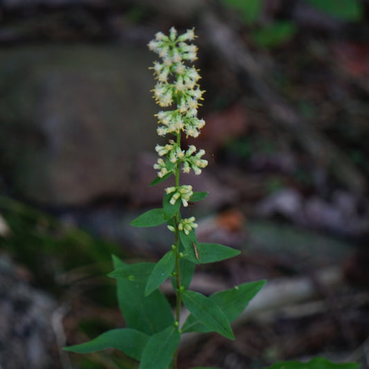 Solidago bicolor