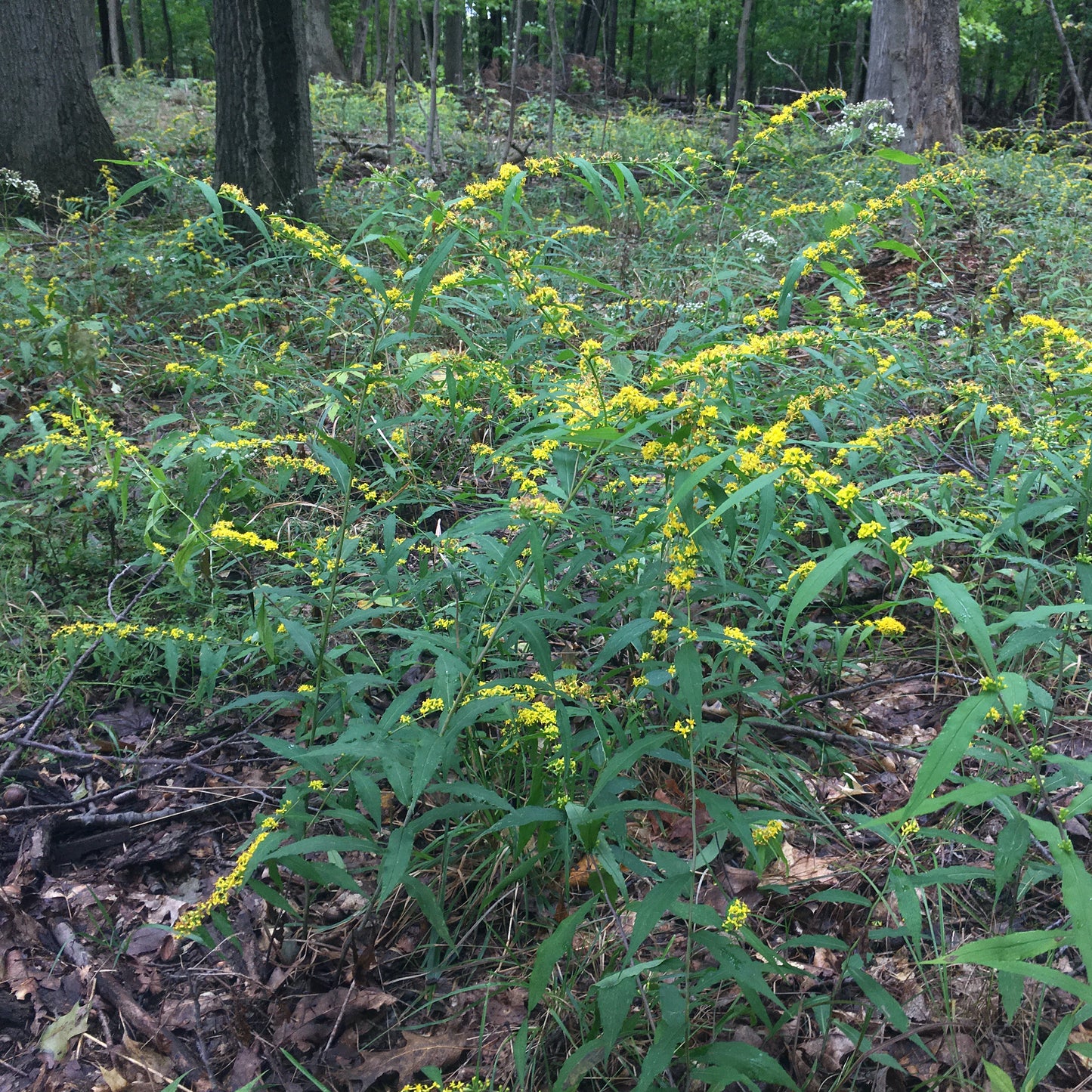 Solidago caesia