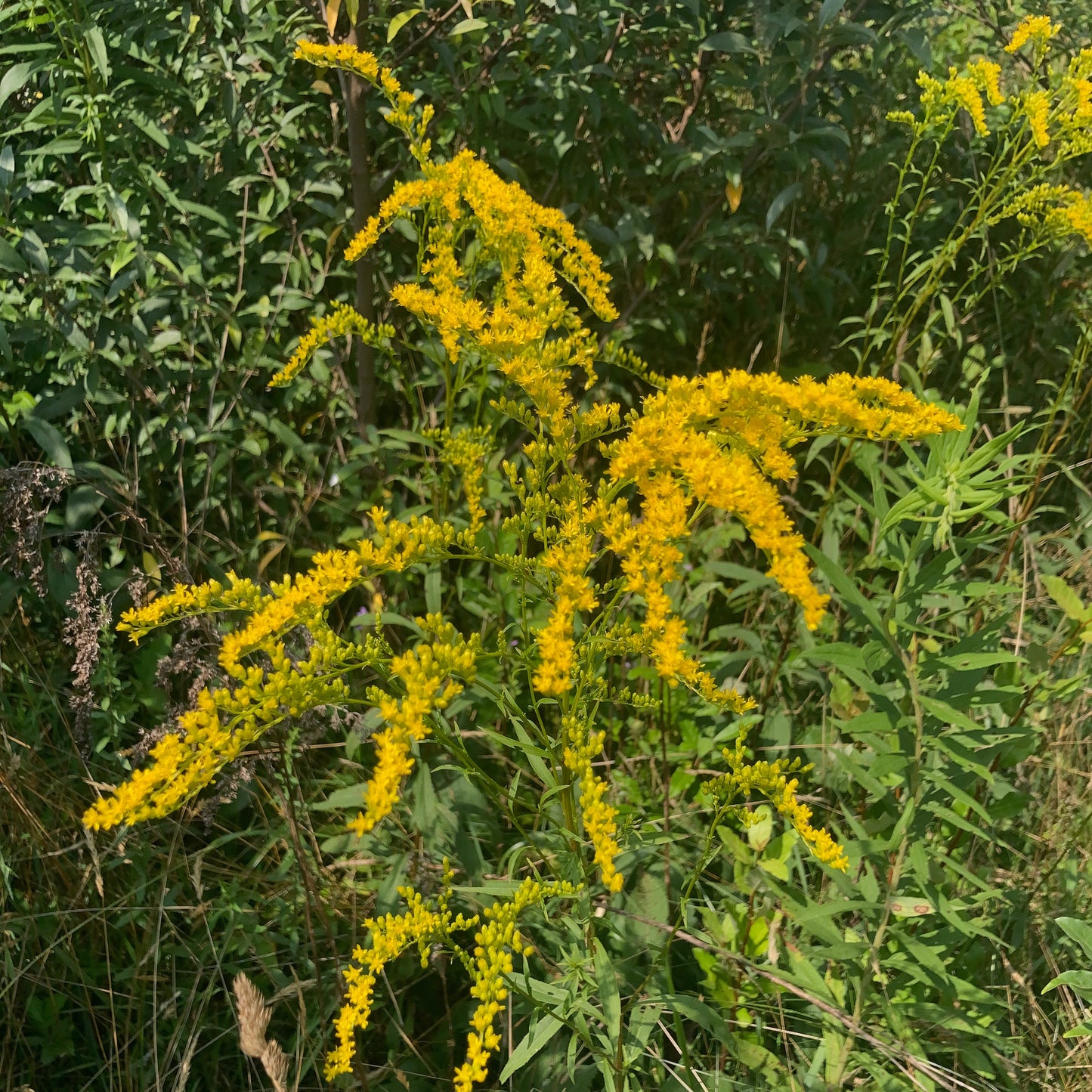 Solidago juncea