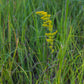 Solidago nemoralis
