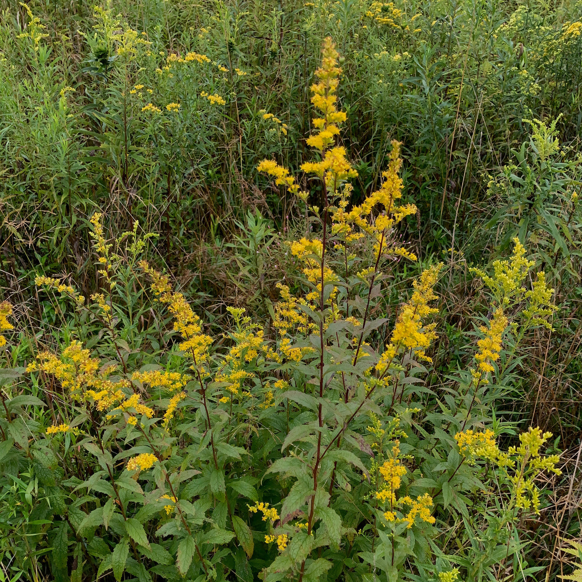 Solidago Rigida Landscape Design Solidago rugosa – Meadow City