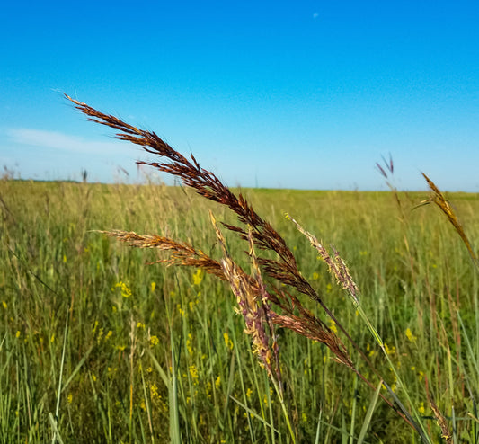 Sorghastrum nutans