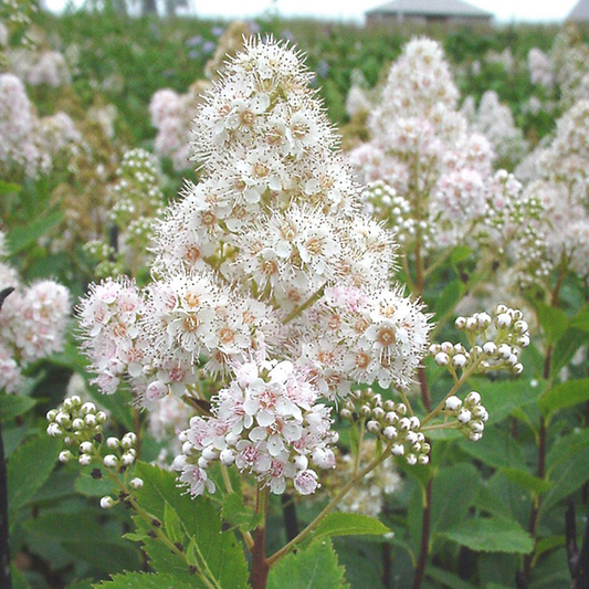 Spiraea alba