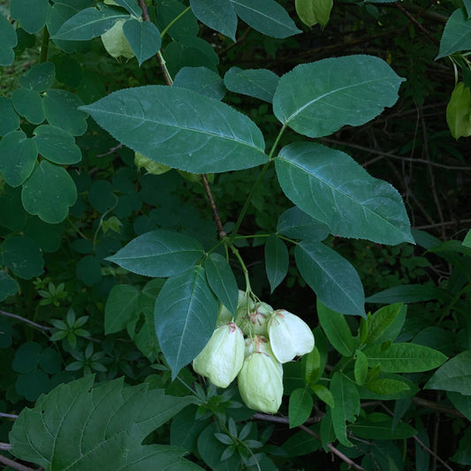 Staphylea trifolia