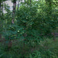 Staphylea trifolia