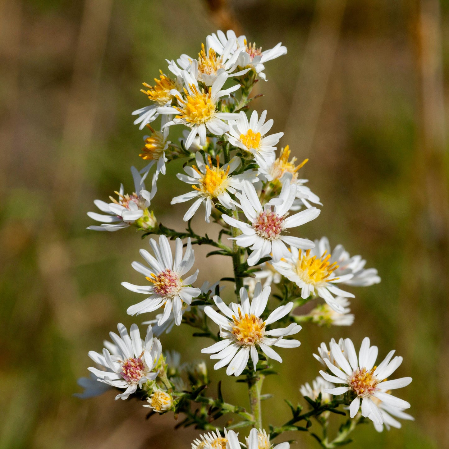 Symphyotrichum ericoides