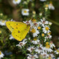 Symphyotrichum ericoides