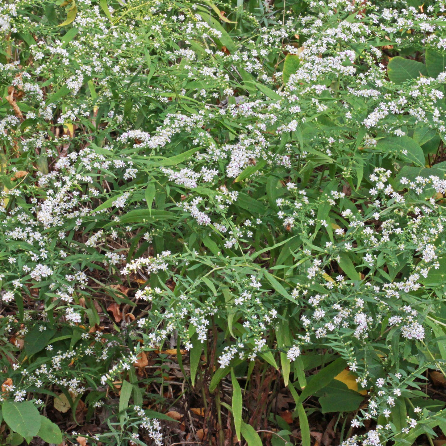 Symphyotrichum lateriflorum