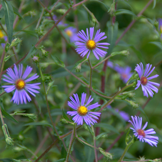 Symphyotrichum puniceum