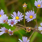 Symphyotrichum oolentangiense