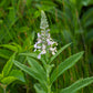 Teucrium canadense