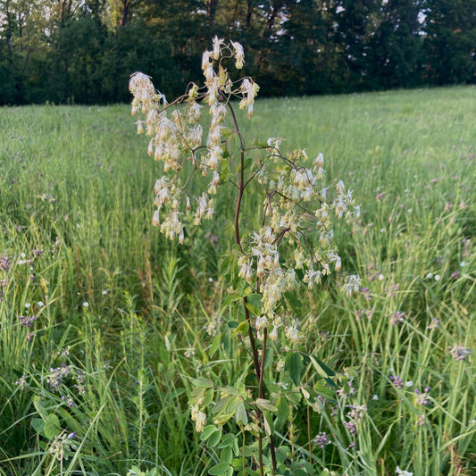 Thalictrum dasycarpum