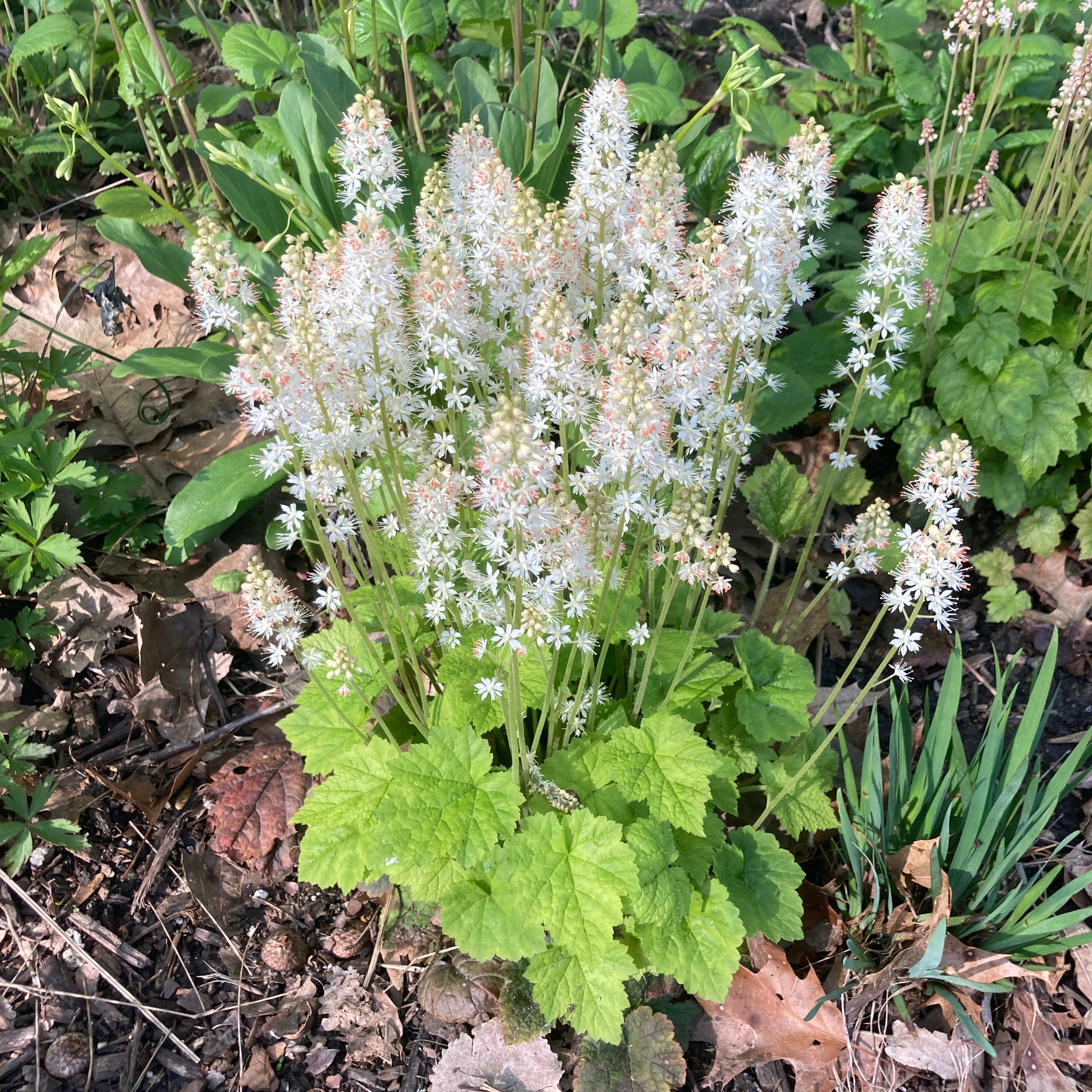 Tiarella stolonifera – Meadow City
