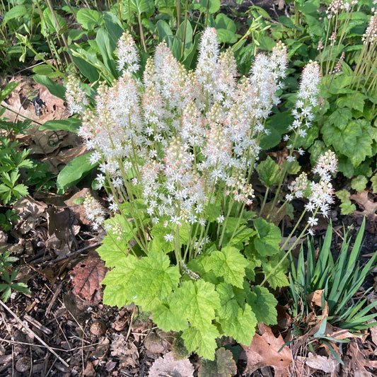 Tiarella stolonifera