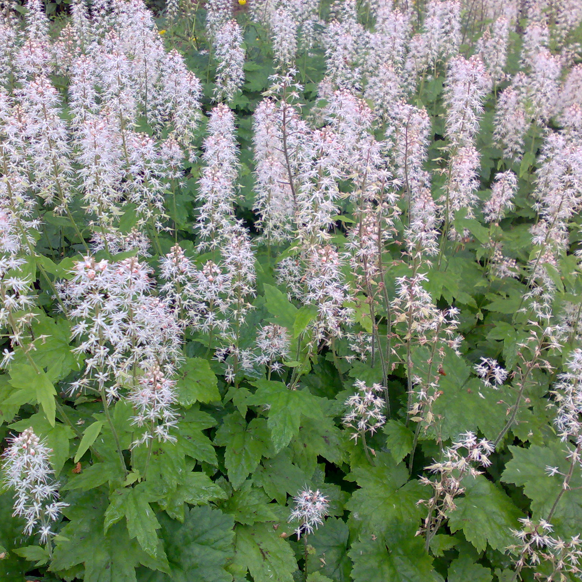 Tiarella stolonifera – Meadow City