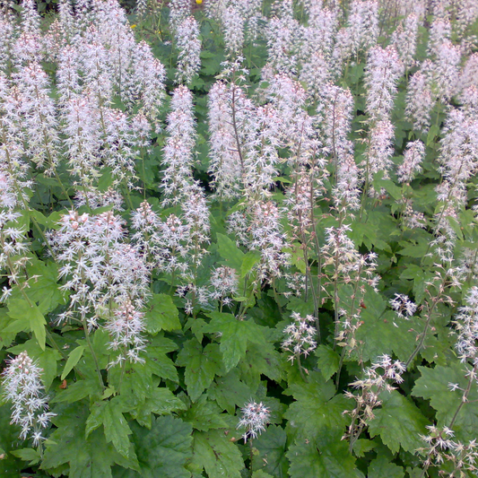 Tiarella stolonifera