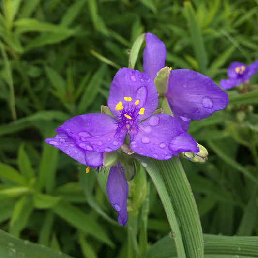 Tradescantia ohiensis