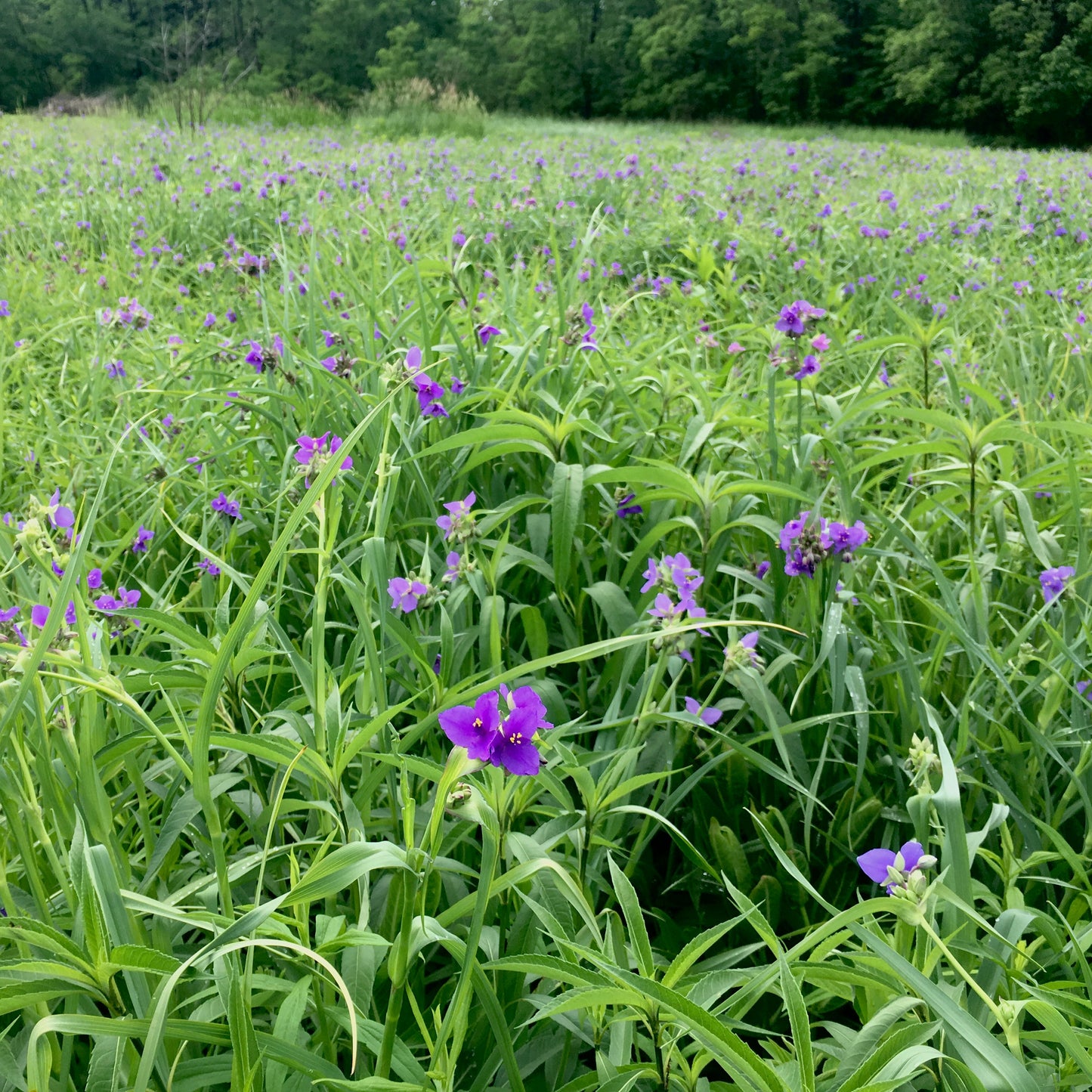 Tradescantia ohiensis