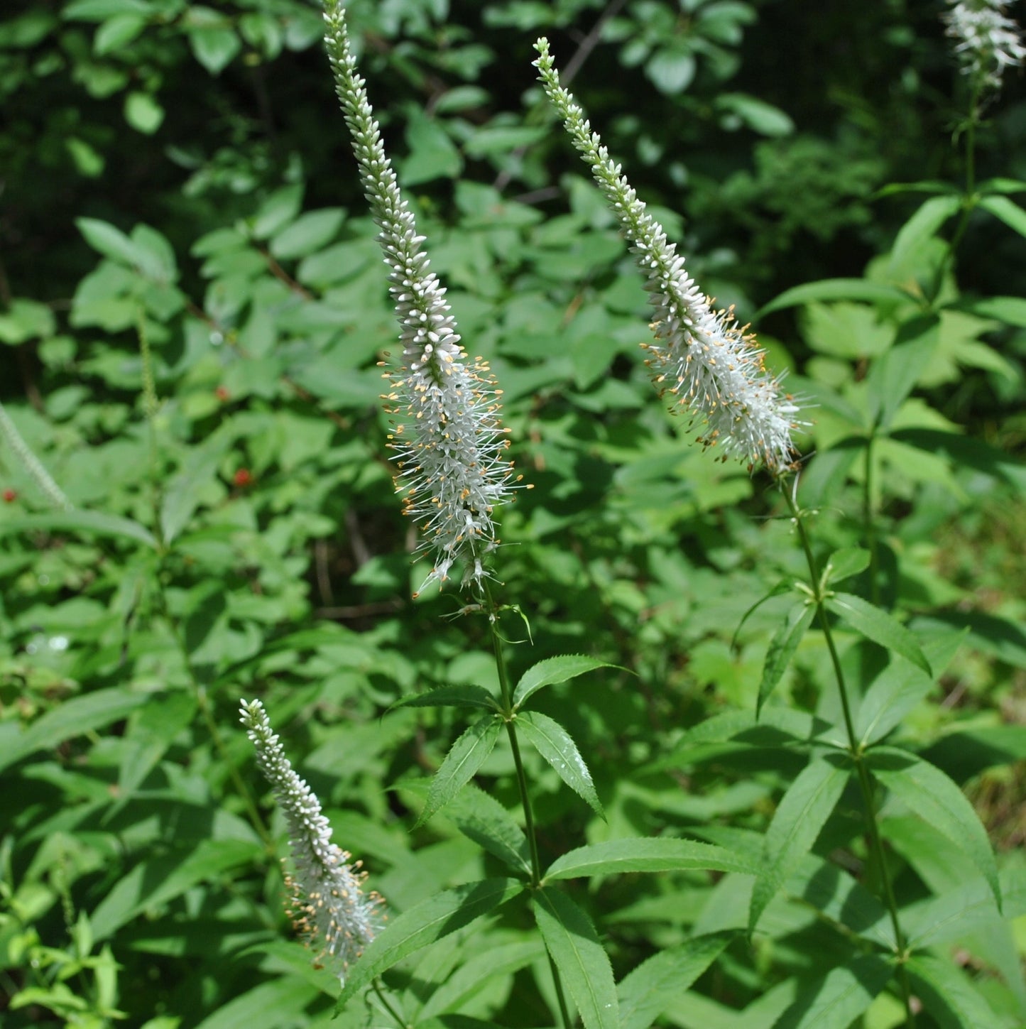 Veronicastrum virginicum