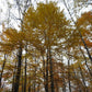 Betula allegheniensis