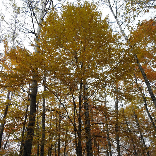 Betula allegheniensis
