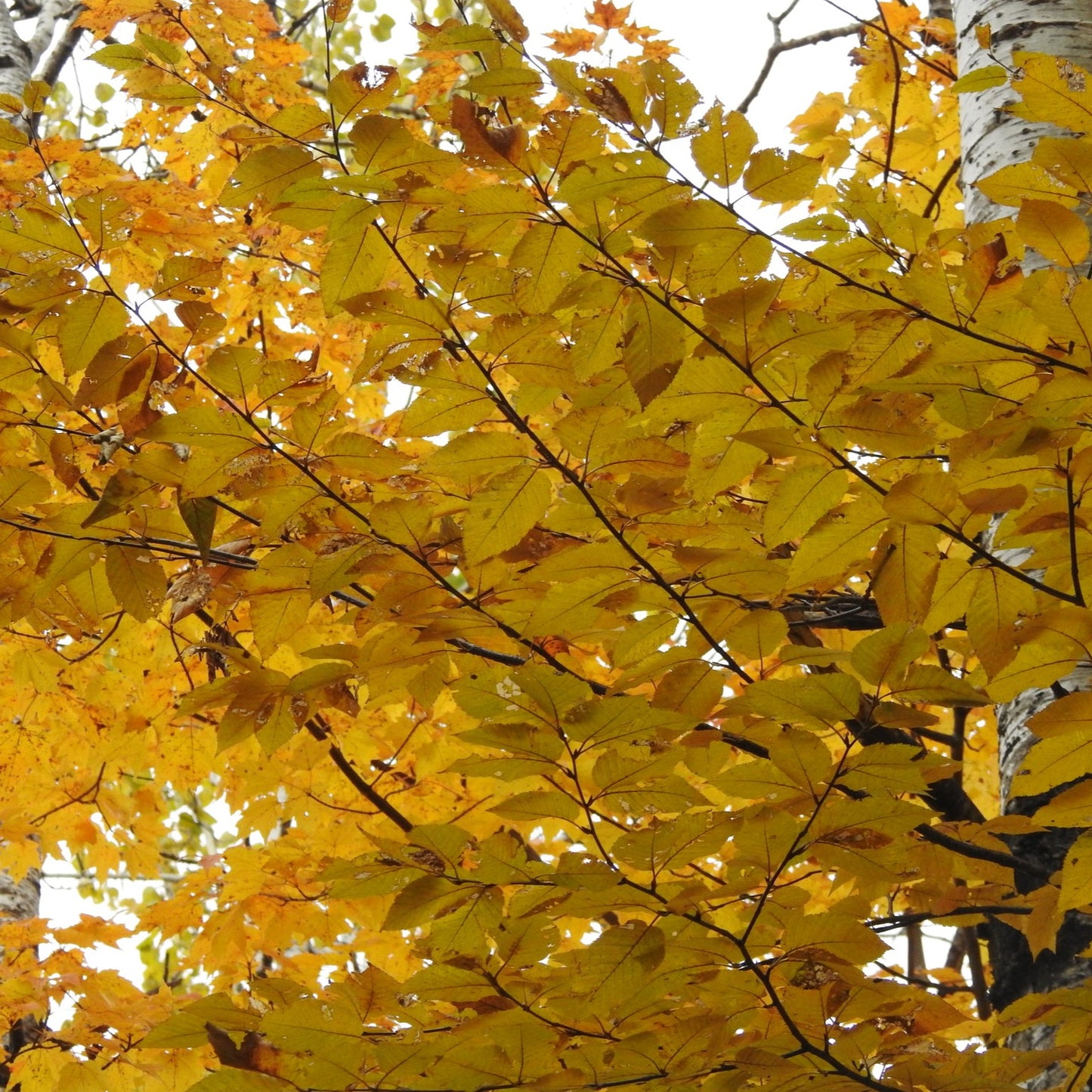Betula allegheniensis