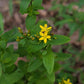 Hypericum punctatum